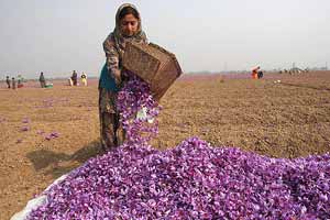saffron