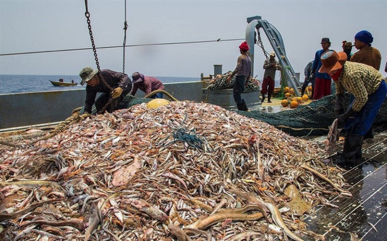 Iranian Fishermen Out Of Jobs While Regime Sells Oman And Persian Gulf Fish To China Causing Environmental Crisis