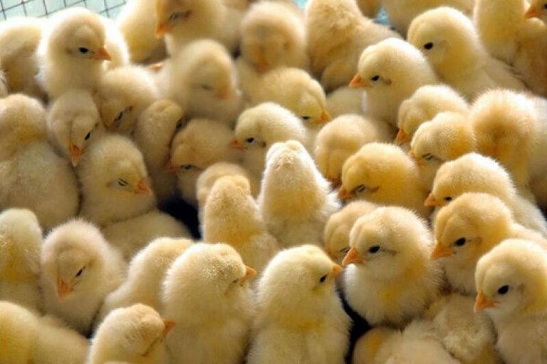 Iran Regime Kills 16 Million Chicks Amid Coronavirus Outbreak and as Society Starves