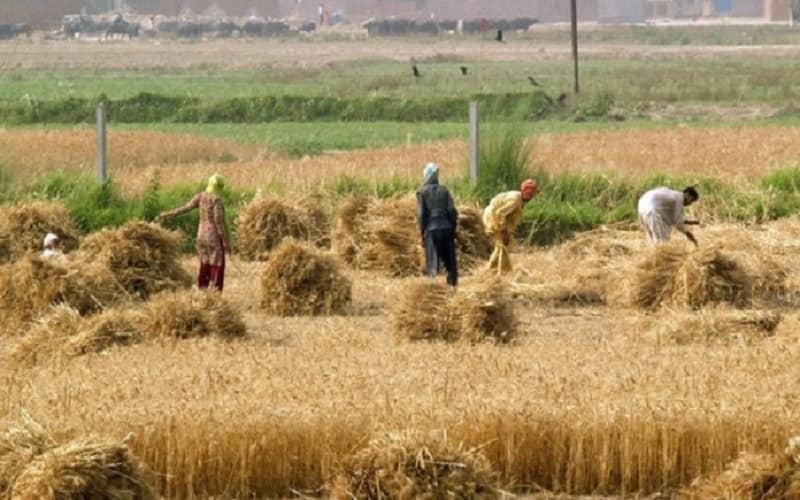 Irans-agriculture-696x435-1 Irans-agriculture-23052021