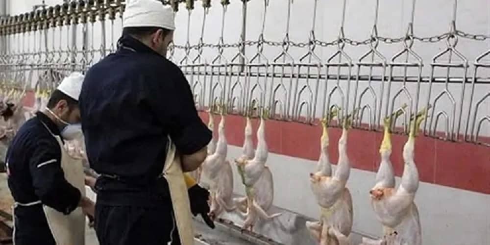 Chicken-scraps-organs-and-bones-become-scarce-1 Chicken-scraps-organs-and-bones-become-scarce