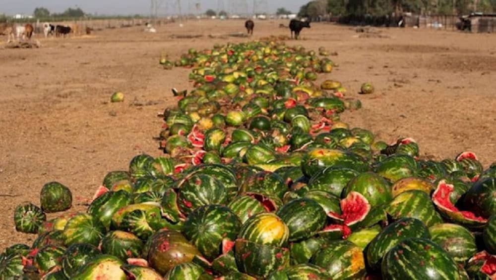 fruit-waste-in-iran-1 fruit-waste-in-iran (1)