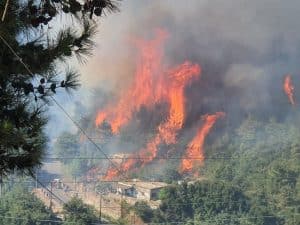 iran-wildfires-farmlands-woods iran-wildfires-farmlands-woods