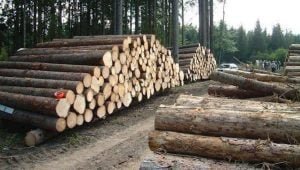 iran-environment-irgc-forestation