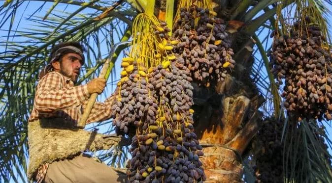 Iran-palm-khuzestan-water Iran-palm-khuzestan-water