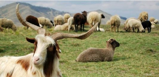 iran rangelands environment goats sheep (1)