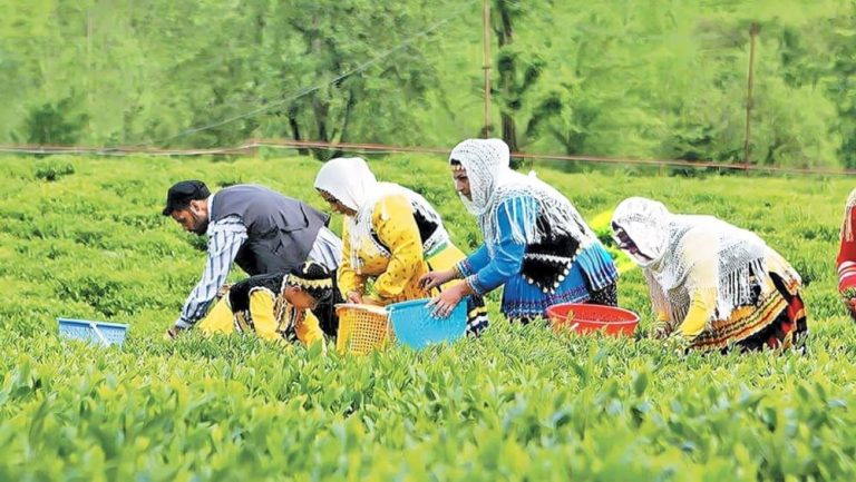 Sri Lankan Tea Flood Threatens Iran’s Domestic Producers