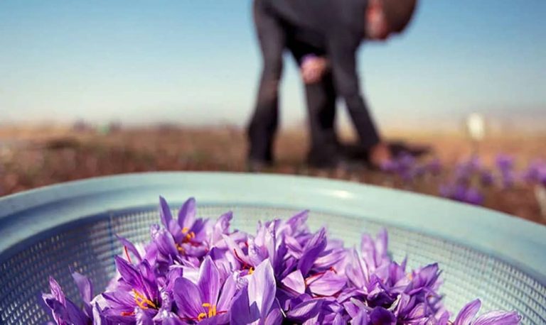 Iran News: Iranian Saffron Industry Struggles as Foreign Competitors Rebrand It 