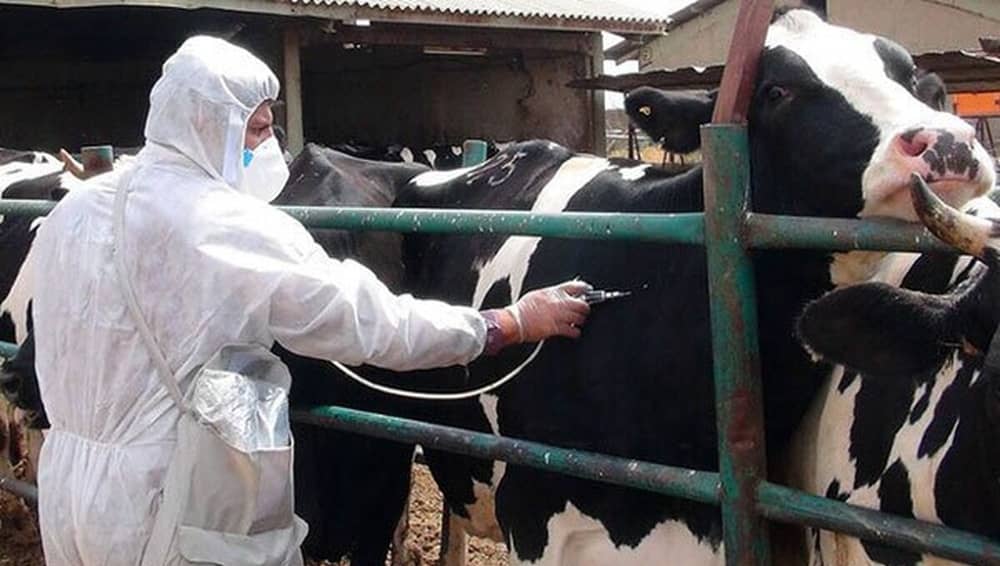 An Iranian livestock worker in protective gear administers treatment to cattle