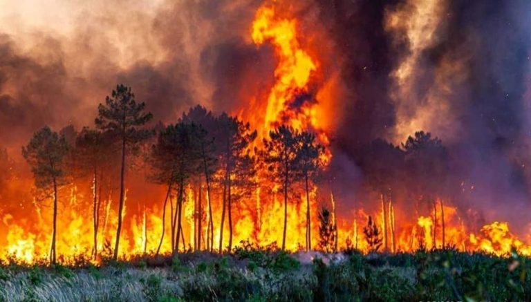 A raging wildfire engulfs a forest in northern Iran