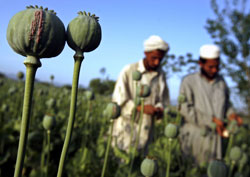 afghanistan_opium