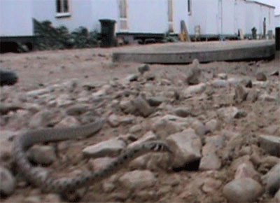 Photo-Vipers-at-Liberty-Prison1