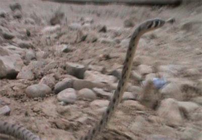 Photo-Vipers-at-Liberty-Prison2