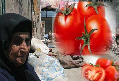 Tomatoes-Iran-400 Tomatoes-Iran-400