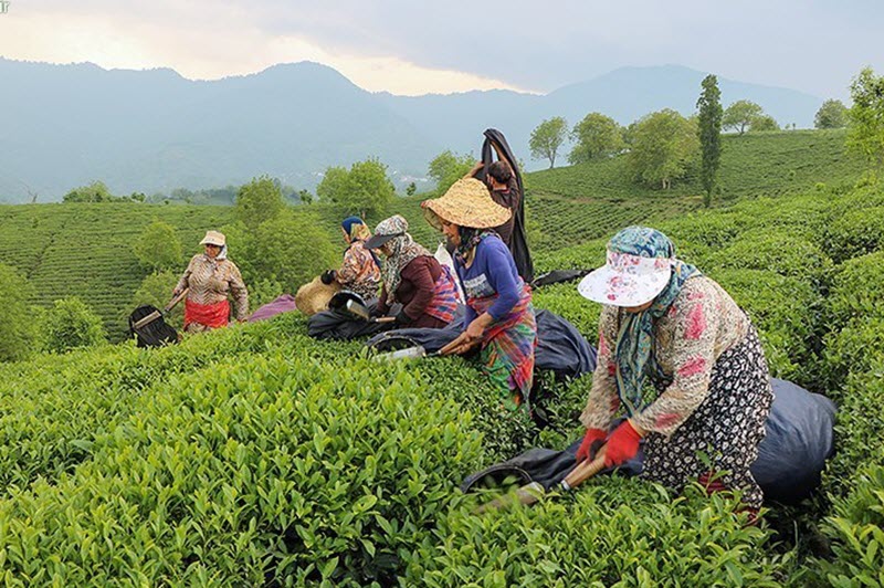 Irans-Tea-Farms-on-the-Verge-of-Destruction-1