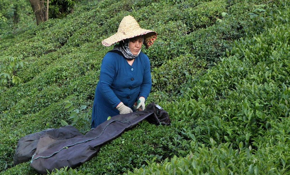 Irans-Tea-Farms-on-the-Verge-of-Destruction-2