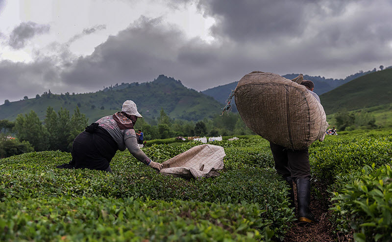 Irans-Tea-Farms-on-the-Verge-of-Destruction-4 Iran’s Tea Farms on the Verge of Destruction