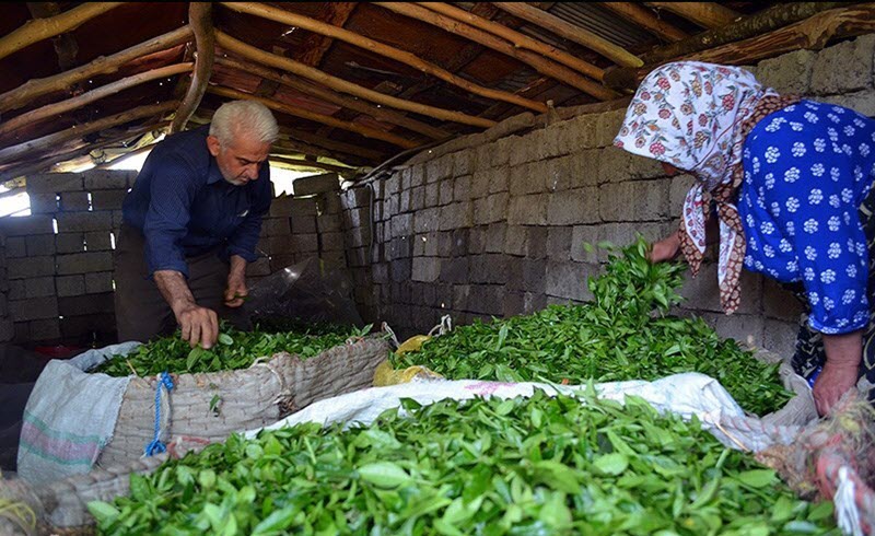 Irans-Tea-Farms-on-the-Verge-of-Destruction-5