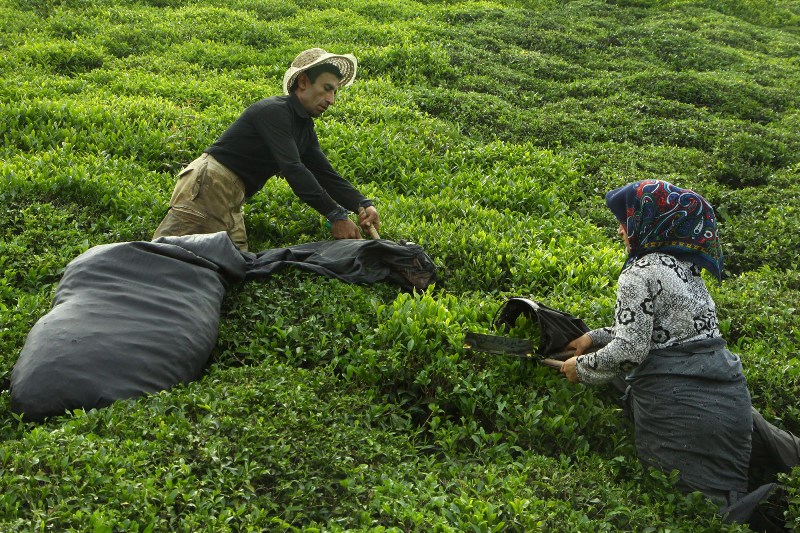 Irans-Tea-Farms-on-the-Verge-of-Destruction-6