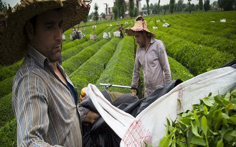 Irans-Tea-Farms-on-the-Verge-of-Destruction-7